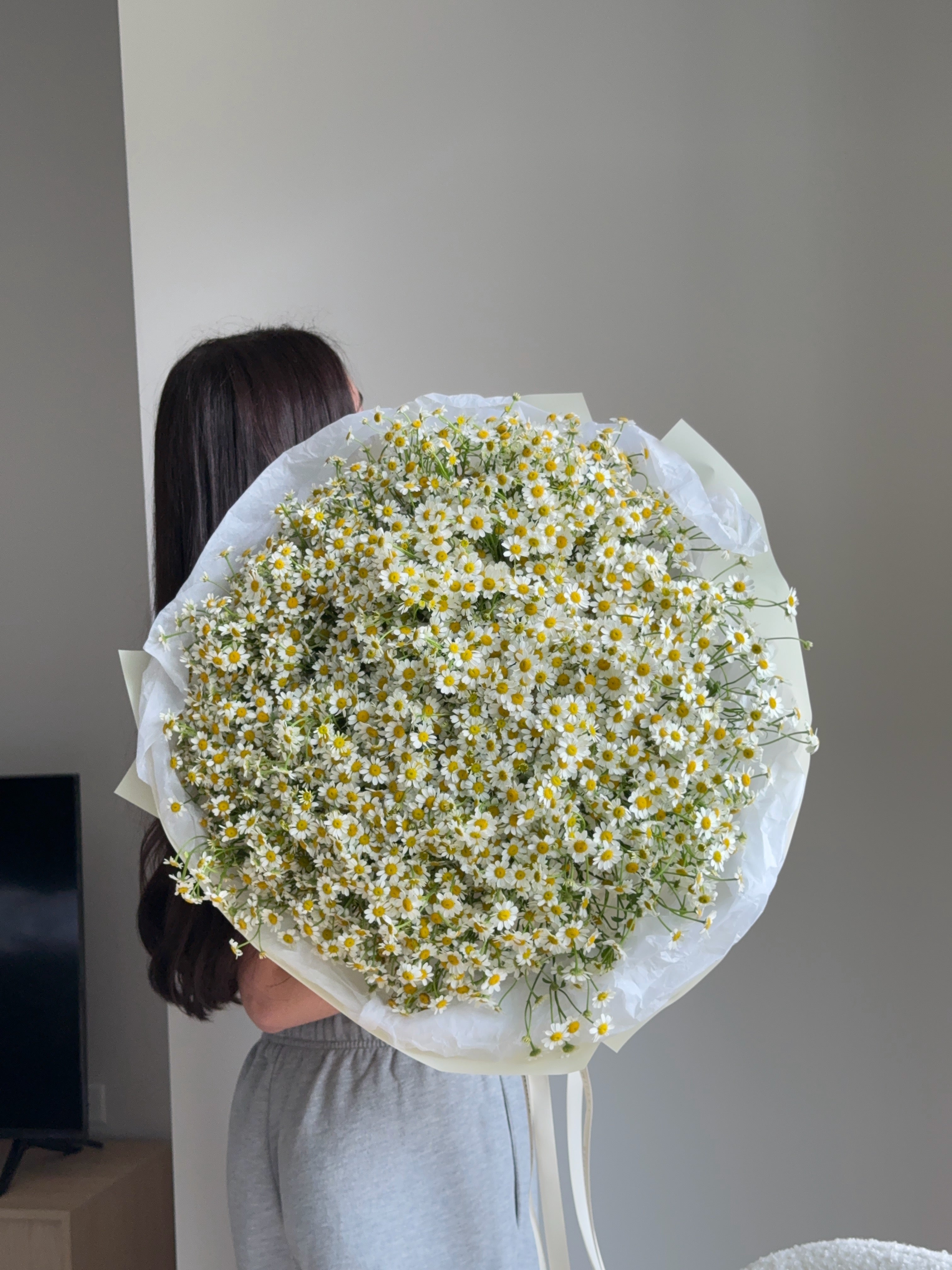 Daisy Dream